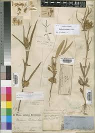 Image result for Blepharis acanthodioides
