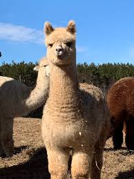 Alpacas Vs Llamas 30 Similarities Fluffy Cows Llama Animals