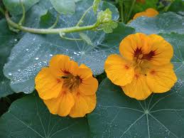 Configure separate events for volume up and down buttons*. Up Close And In The Dark With Lg S V10 Android Cameraphone The Verge