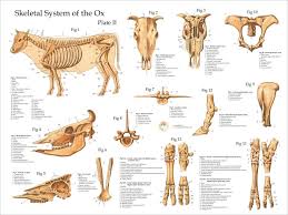 Watch as aaron creates a tiger in photoshop then creates the underlying bone structure. Jurininkas Garbinimas Genijus Cow Leg Anatomy Yenanchen Com
