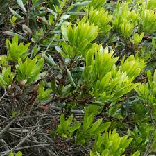 Image result for Myrica salicifolia