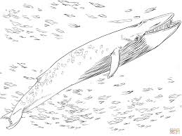 And the various colors of the right whales are usually dark gray to black in color. Whale Coloring Pages Coloringnori Coloring Pages For Kids