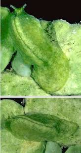 Image result for Emiliella exigua