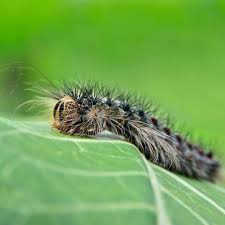 You sometimes see gypsy moth caterpillars hanging from a tree branch or trunk in an inverted vee position, as shown in the photo. Gypsy Moth How To Spot The Signs Of Infestation Cohen Master Trees
