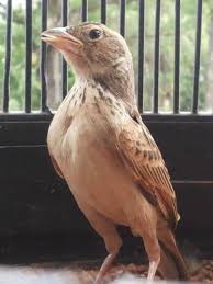 Umumnya branjangan muda atau biasa disebut burung bakalan masih susah bunyi dan belum membentuk karakter suara kuat dan mentalnya pun masih. Cara Membedakan Branjangan Jantan Dan Betina Binatang Peliharaan