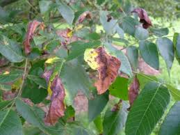 Image result for Walnut blight