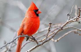 Maybe you would like to learn more about one of these? Exploring Red Cardinal Biblical Meaning And Symbolism Lovetoknow