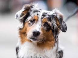 Australian Shepherd Information Characteristics Facts Names