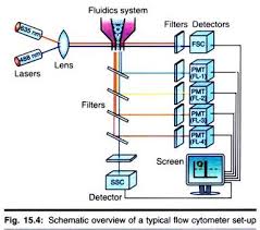 Principles Of Flowcytometry With Diagram