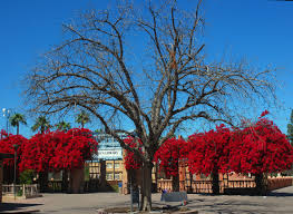 It just has so many qualities going for it that oklahoma gardeners needed in a medium sized shade tree. Pistacia Chinensis Landscape Plants Oregon State University