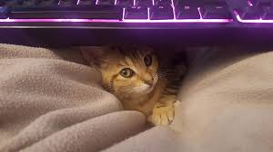 Un Tres Beau Vendredi Avec 5 Adoptions Pas De Chat Sans Toit