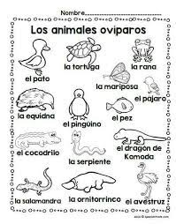 Los Animales Oviparos Oviparous Animals In Spanish Spanish Profe Vocabulary Word Walls Animals In Spanish Simple Sign Language Phrases