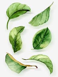 Watercolor Leaves Watercolor Clipart Leaf Green Leaf Png And Vector With Transparent Background For Free Download Watercolor Leaves Botanical Watercolor Leaf Drawing