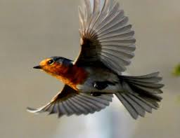 Birds Of Cape Cod Book Epingle Par Joni Jon Sur Book Rouges Gorges Rouge Gorge Oiseau Oiseaux