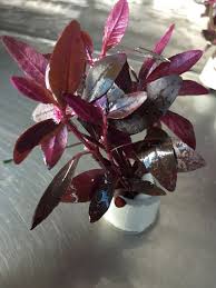 Image result for Alternanthera sessilis