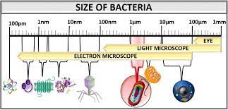 Bacterial Shape And Arragement Size Shape Arrangement Biology Reader