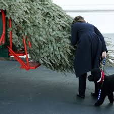 Best Christmas Tree Fake Scent Ornament 2017 Scentsicles The Strategist New York Magazine
