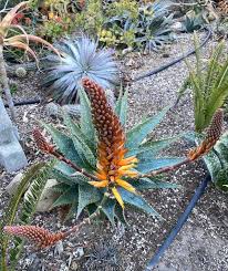 Image result for Aloe plowesii