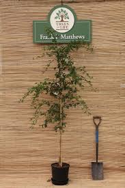 The crimson cloud hawthorn is resistant to the leaf blight that afflicts the paul's scarlet hawthorn. 5ft Crimson Cloud Hawthorn Tree 9l Pot Crataegus Laevigata 47 99