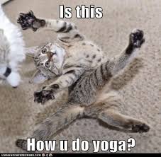 Or Breakdance Am I Breakdancing Cat Yoga Funny Animals Feral Cats