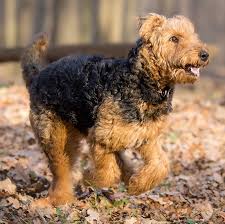 Airdale terrier puppies litter of 6 born on may 16, 2021. Airedale Terrier Dog Breed Information Images Videos Faqs