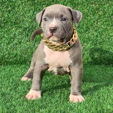 Merle is a pattern that is defined often as darker splotches on a lighter primary color or pattern. Pitbull Puppies For Sale American Pitbull Terrier Breeding Centre Pitbull Forest House
