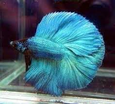 How many types of betta fish are there? Type Of Betta Fish Species Steemit