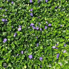 Image result for Vinca minor