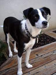 The Daily Puppy Photo Unique Dog Breeds Popular Dog Breeds Hybrid Dogs