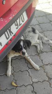 Sokak Kopekleri Sayfa 9 Uludag Sozluk