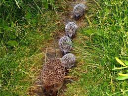 Herissons En Famille Animaux Les Plus Mignons Animaux Beaux Herisson Mignon