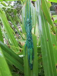 Image result for Mostuea batesii