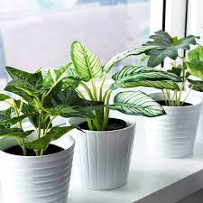 We have tons of gold flowers so that you can find what you are looking for this season. How To Pick The Best Fake Plants A Faux Plant Buying Guide 2021 Apartment Therapy