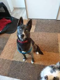 The belgian malinois husky mix is a small to medium sized for a dog. Welche Rasse Huskymix Hund Haustiere Hunderasse