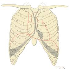 The rib cage is the arrangement of ribs attached to the vertebral column and sternum in the thorax of most vertebrates, that encloses and protects the vital organs such as the heart, lungs and great vessels. Rib Cage Wikipedia