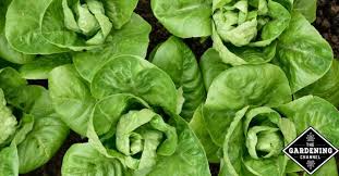 Coli currently implicated in the outbreak concerning romaine lettuce. Growing Romaine Lettuce A Gardener S Checklist Gardening Channel