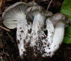 44 bons champignons champignons passion champignon comestible champignon cueillette champignon