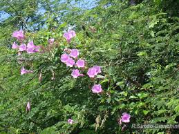 Image result for Bulbostylis schoenoides