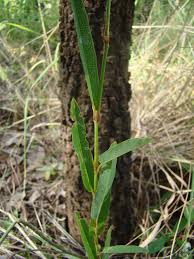 Image result for Alysicarpus zeyheri