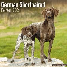 The pointer named x points to the first node pointee. German Shorthair Pointer Wandkalender Bei Europosters