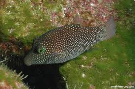 Image result for Zornia punctatissima