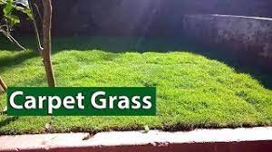 Check spelling or type a new query. Laying Carpet Grass In The Garden Youtube