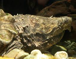 Alligator Snapping Turtle Mdc Discover Nature