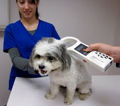 Save This Life pet microchip company closed. How to keep pets protected