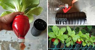 Jika sudah panen, hasilnya bisa langsung dikonsumsi sebagai lalapan atau salad. Tanam Sayur Di Rumah Cara Hidroponik Guna Botol Air Mineral Sayur Pun Segar Gemuk Gemuk Keluarga