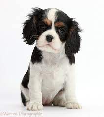 King Charles Cavelier Cavalier King Charles Dog Cavalier Puppy King Charles Puppy