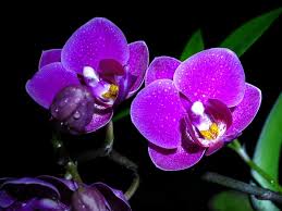 Image result for Orchidaceae