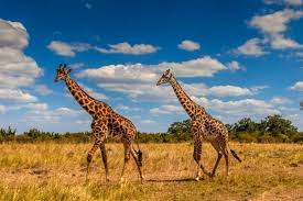 The seventh cervical vertebra that has many features if thoracic vertebrae, including an extra long and more horizontal spinous process that can be palpated at the base of the neck. Giraffe Guide Bbc Wildlife Magazine Discover Wildlife