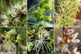 Image result for Satyrium schimperi