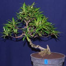 Bonsai Pucuk Merah Mini Blogger Bonsai